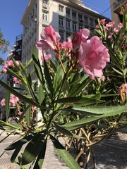 Nerium oleander