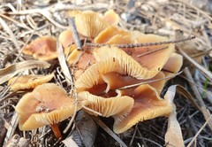 Rhodocollybia incarnata