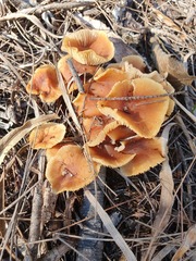 Rhodocollybia incarnata