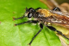 Laphria sericea