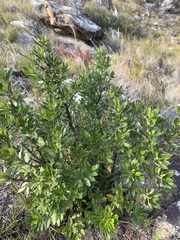 Prostanthera caerulea