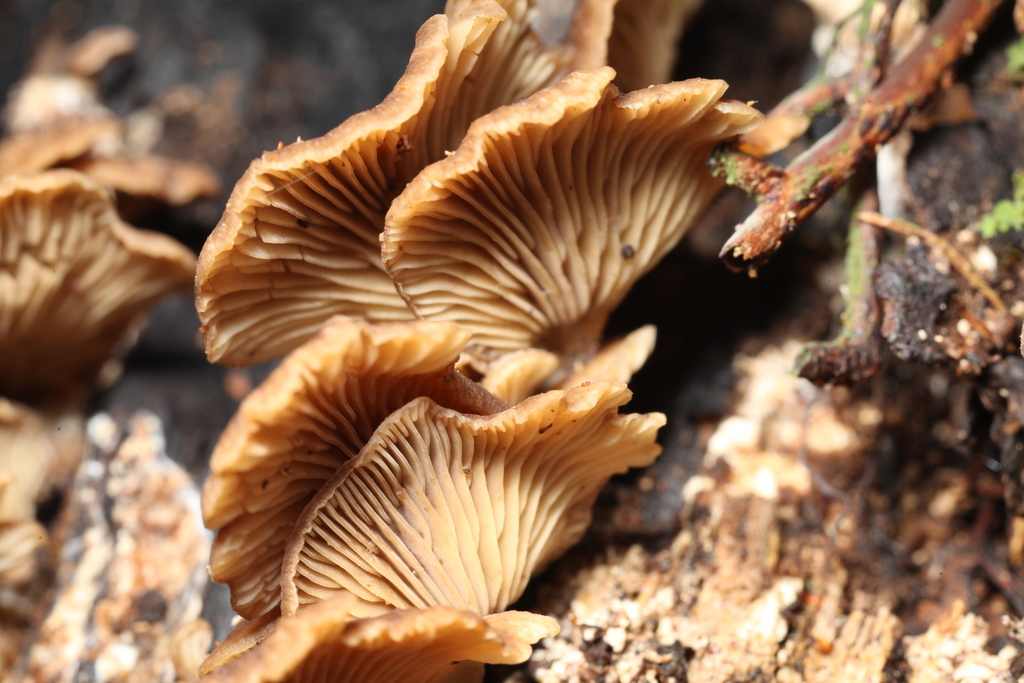 Rhizocybe from Waipa District, Waikato, New Zealand on July 04, 2021 at ...