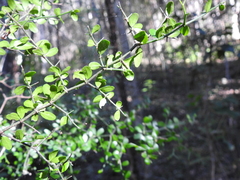 Everistia vacciniifolia nervosa