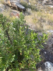 Prostanthera caerulea