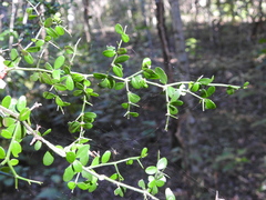 Everistia vacciniifolia nervosa