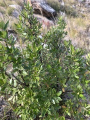 Prostanthera caerulea