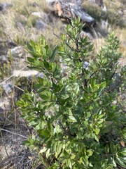 Prostanthera caerulea