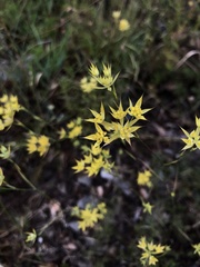 Bupleurum veronense