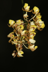 Trichocentrum ascendens