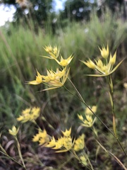 Bupleurum veronense