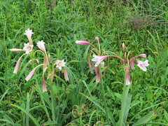 Crinum bulbispermum