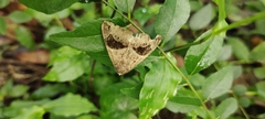 Bastilla joviana
