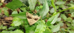 Bastilla joviana