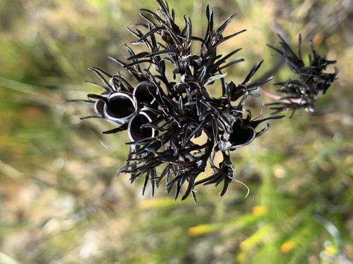 Haemodorum planifolium (Haemodorum planifolium)