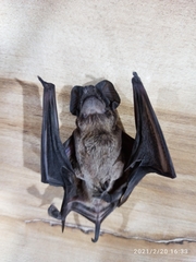 Molossidae