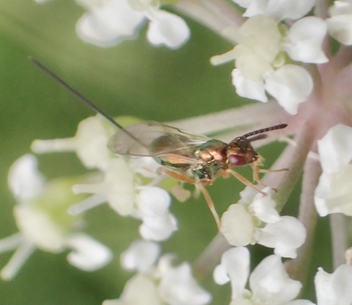 Torymus erucarum