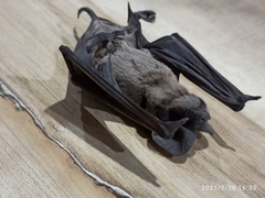 Molossidae