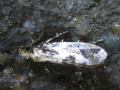 Morophagoides moriutii