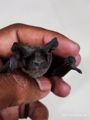 Molossidae
