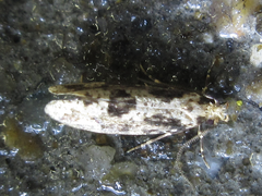 Morophagoides moriutii