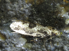 Morophagoides moriutii