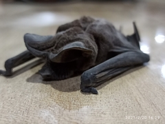 Molossidae