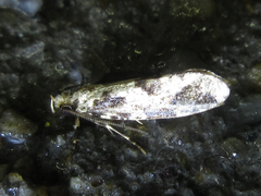 Morophagoides moriutii