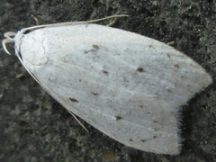 Scythropiodes approximans
