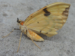 Gandaritis fixseni