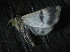 Ercheia niveostrigata