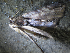 Ercheia niveostrigata