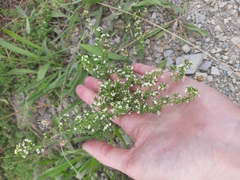 Galium humifusum
