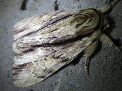 Shaka atrovittatus