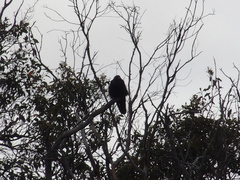 Corvus coronoides perplexus