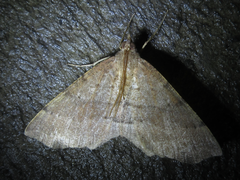 Xerodes rufescentaria
