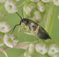 Plagiognathus arbustorum