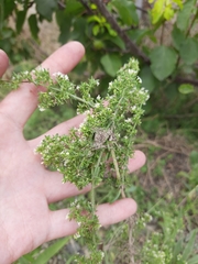 Galium humifusum