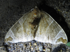 Eulithis ledereri