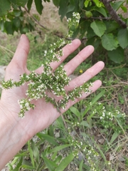 Galium humifusum