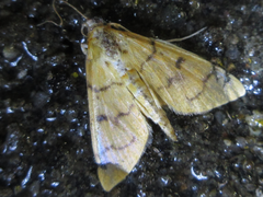 Patania chlorophanta
