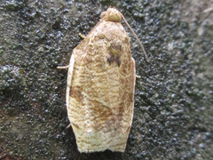 Choristoneura longicellana