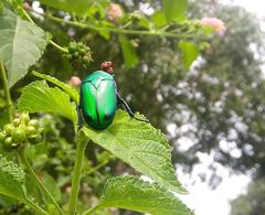 Heterorrhina elegans