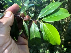 Casearia multinervosa