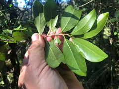 Casearia multinervosa