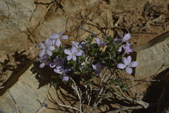 Barleria rigida