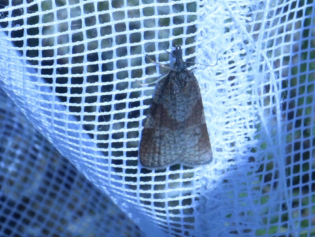 Sparganothis praecana