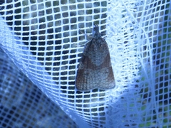 Sparganothis praecana