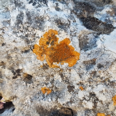 Variospora aurantia