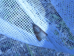 Sparganothis praecana