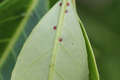 Wilsonomyces carpophilus